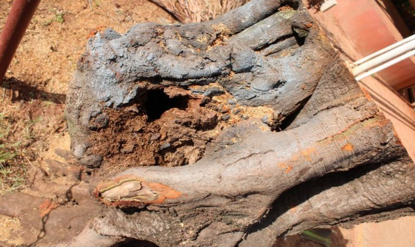 Daemo Ambiental autoriza retirada de árvore localizada na Câmara Municipal