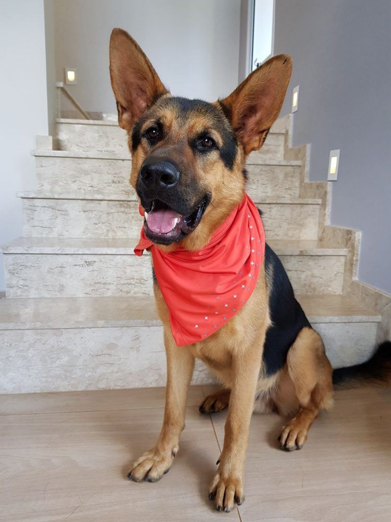 Olmos quer oficializar em Olímpia o ‘Abril Laranja’, contra crueldade aos animais